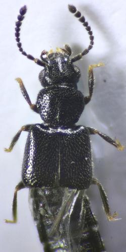 Carpelimus nitidus